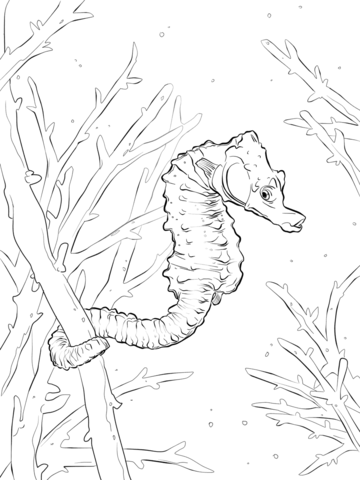 Common Seahorse Coloring Page